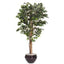 Green Ficus 7 Ft Tree Accent 40023.
