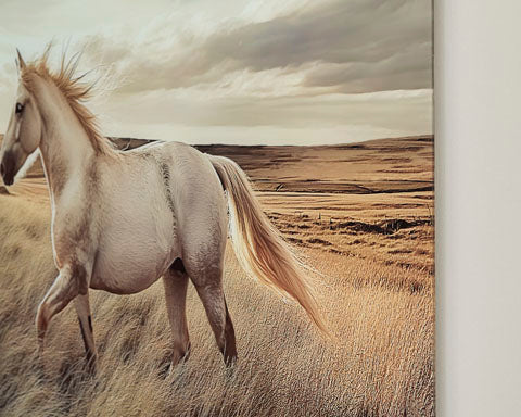 Errolville Picture A8000489 showing a white wild horse galloping through a dry, grassy field under a cloudy sky.
