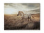 A light-colored wild horse gallops through a tall, grassy field at sunset in the Errolville Picture A8000489, creating stunning nature-inspired wall decor.