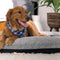Bedgear Small Performance Dog Bed - Darseys Furniture & MattressBedgear