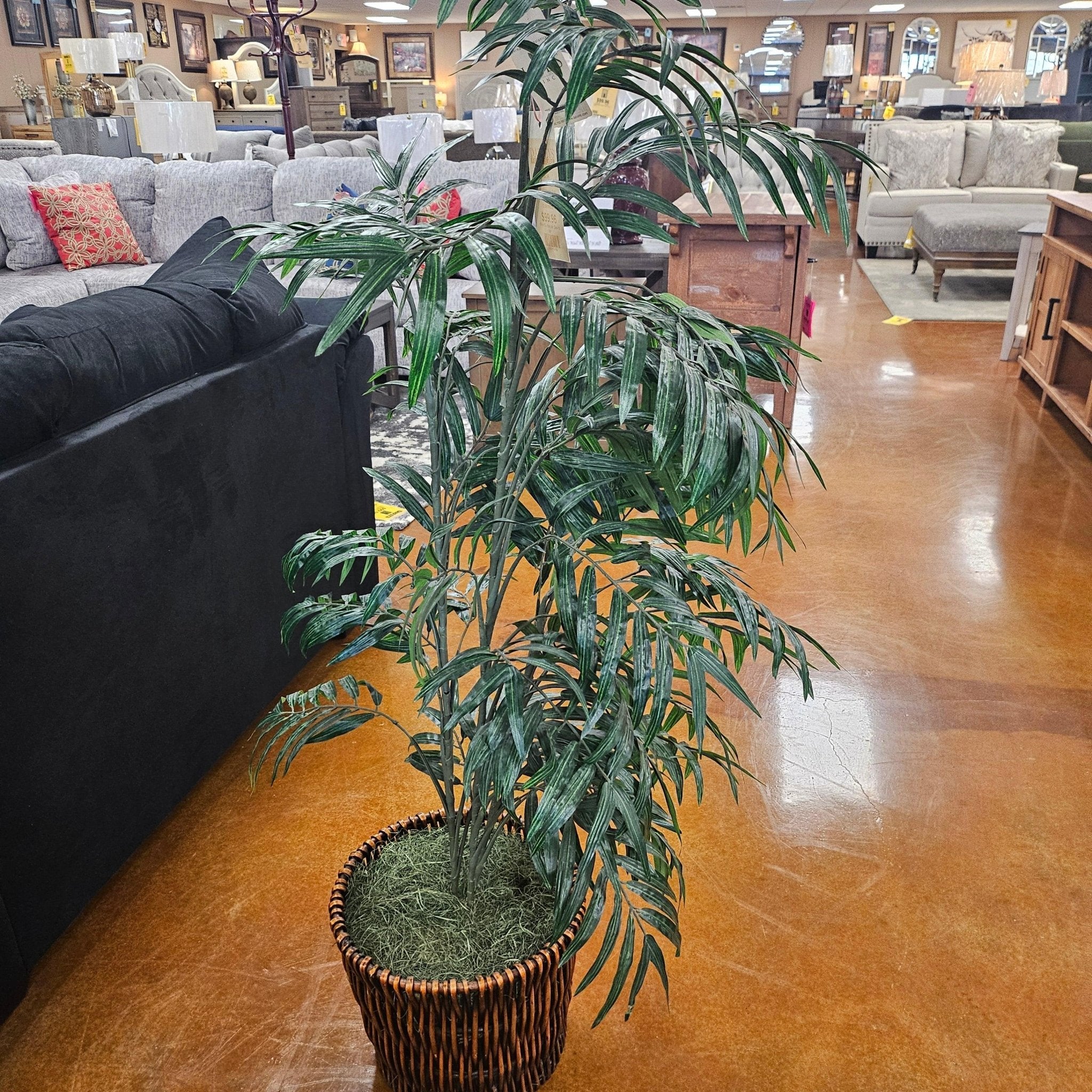 Phoenix Palm Accent 16859 - Darseys Furniture & MattressDarseys Furniture & Mattress