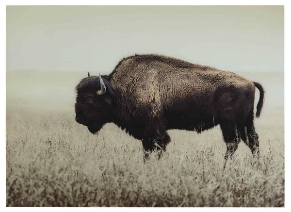 Brutus Wall Art A8000289 - Darseys Furniture & MattressAshley