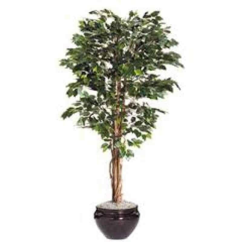 Green Ficus 7 Ft Tree Accent 40023. Main image