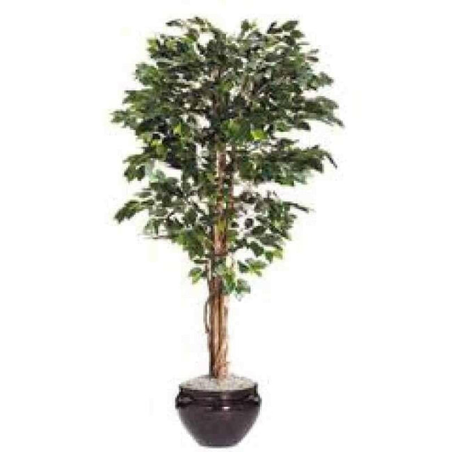 Green Ficus 7 Ft Tree Accent 40023. Hover Image