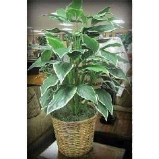 Spath Plant Accent 60089. Hover Image