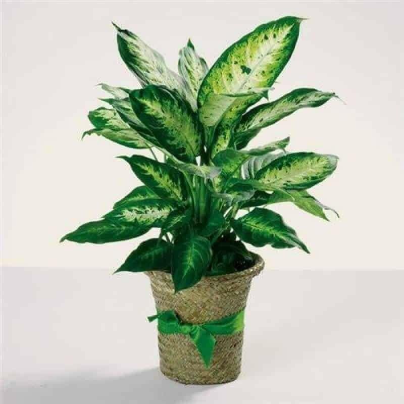 Dieflenbavhia Plant Accent 18548 - Darseys Furniture & MattressDarseys