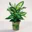 Dieflenbavhia Plant Accent 18548 - Darseys Furniture & MattressDarseys