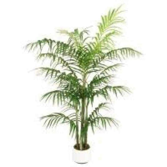 Green Ficus Tree Accent 17486. Hover Image