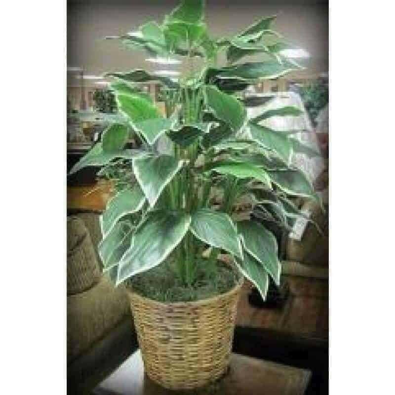 Spath Plant Accent 60089 - Darseys Furniture & MattressDarseys