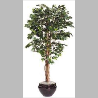 Green Ficus 7 Ft Tree Accent 40023
